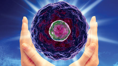 Stem Cell Biology Photo